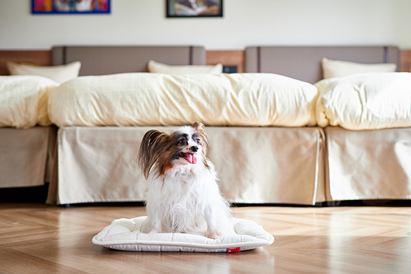 ワンちゃんベッド