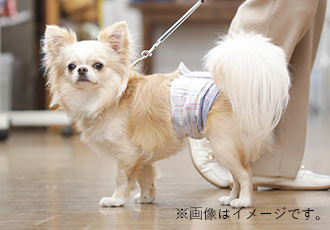 マナーベルトの画像